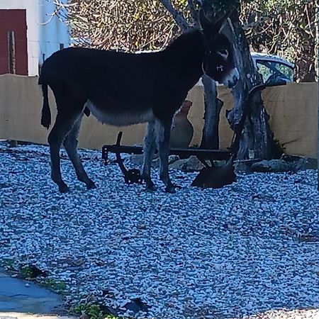 Casa Janeiro Alentejo Villa Порталегре Екстериор снимка